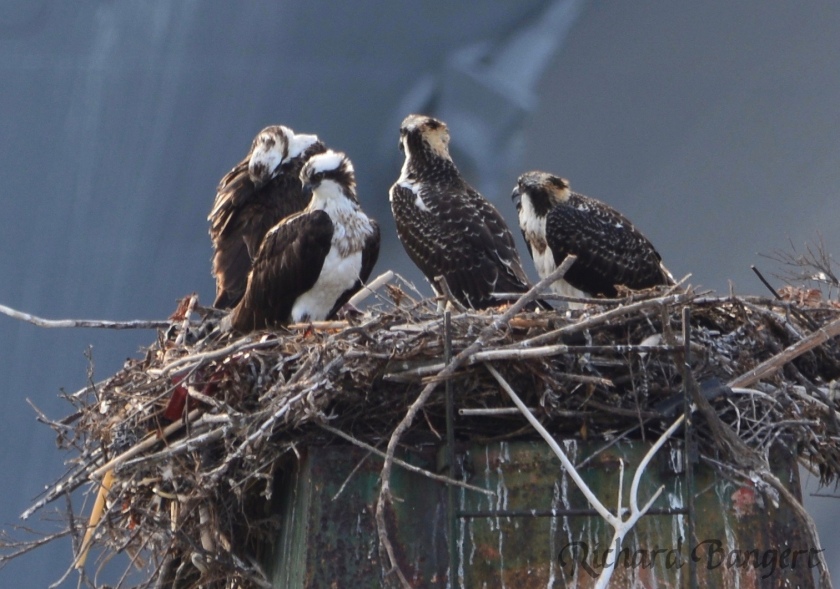 Four ospreys at Alameda Point 2016