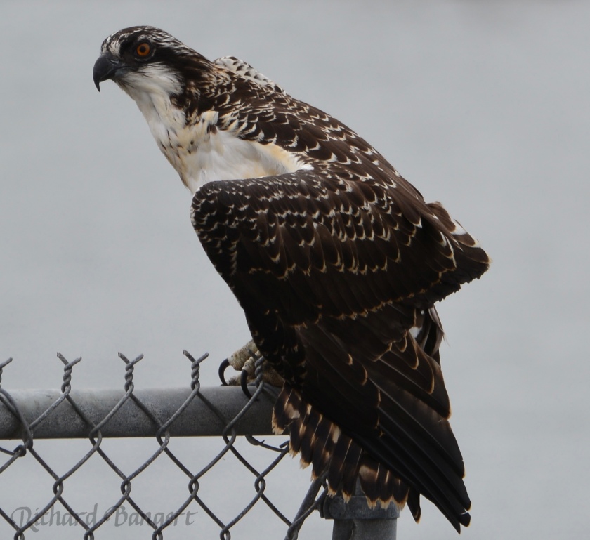 Two-month-old osprey on protective fence
