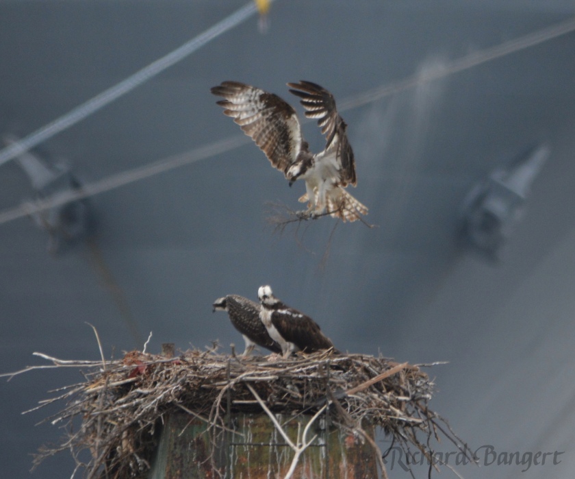 Adult osprey bring in nesting material, perhaps for training purposes.