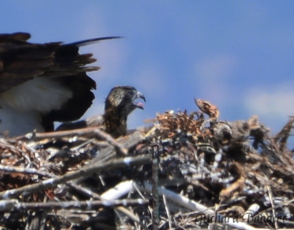 Young osprey
