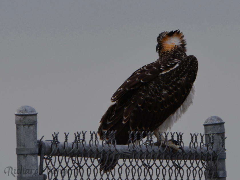 Young osprey on fence at foot of jetty.