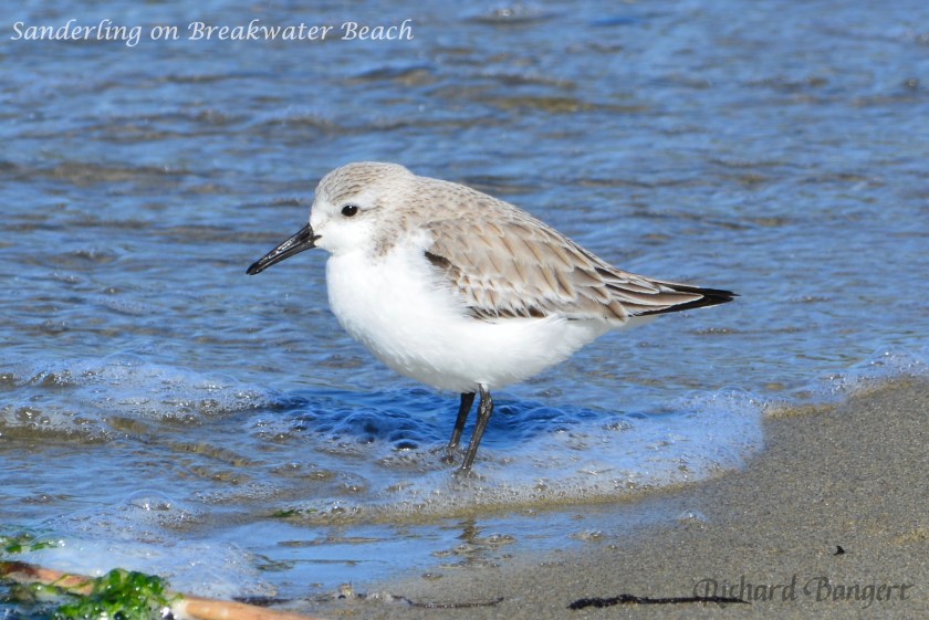 Sanderling on Breakwater Beach
