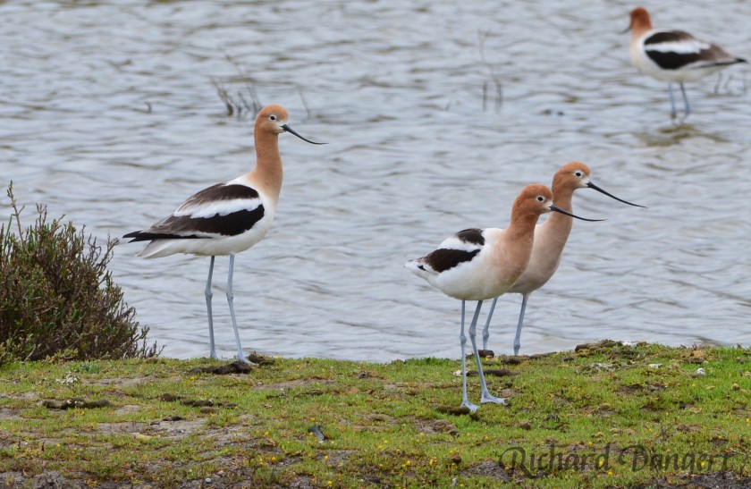 American Avocets at the Runway Wetland at southeastern corner of VA property. VA is considering improving this wetland area that currently has some sketchy landscaping.