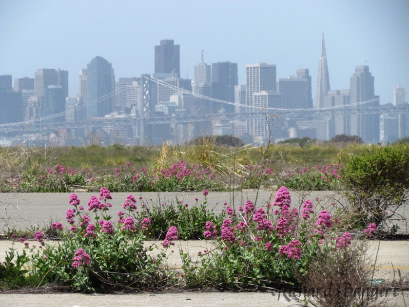 Flowers like these once thrived on the Alameda Naval Air Station runway area near St. George Spirits on Monarch Street before vegetation removal was done at the direction of U.S. Fish and Wildlife Service.