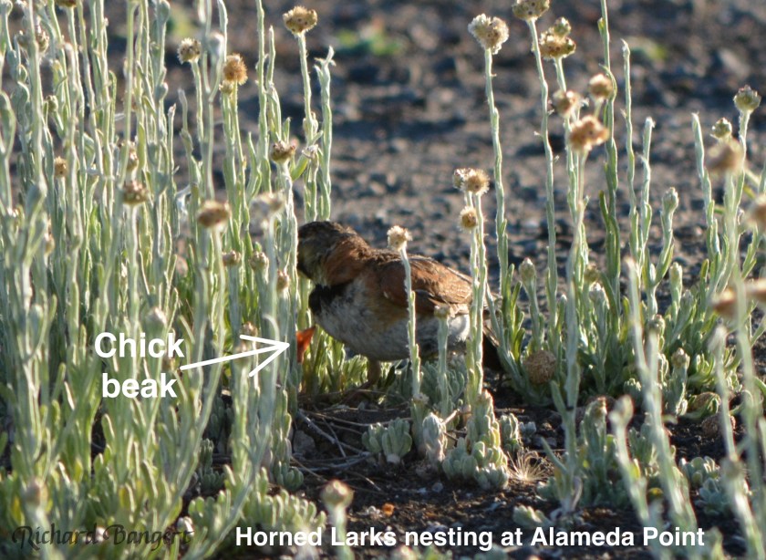 A horned lark looks in on its nest of chicks on the Alameda Point runway tarmac in 2014. The U.S. Fish and Wildlife Service tries to eliminate vegetation like this on some 300 acres of pavement outside the 10-acre nesting compound for least terns. The thought is to reduce habitat for predators, even though horned larks and other small birds pose no threat to the terns.