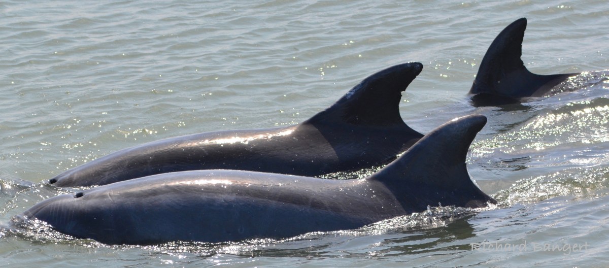 Bottlenose dolphins visit Breakwater at Alameda&nbsp;Point