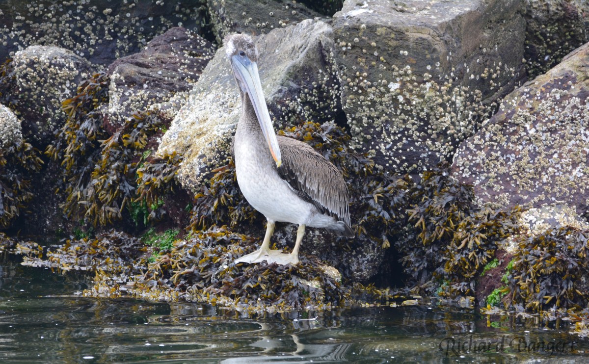 Birds on the rocks –&nbsp;2018