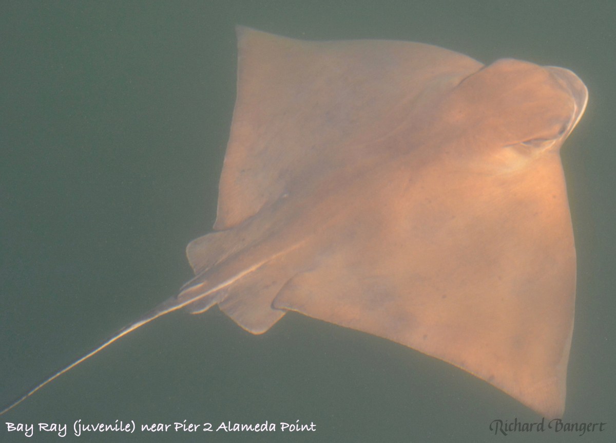 Environmentalists sink Nautilus data&nbsp;center