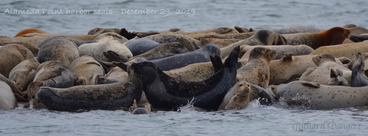 Harbor seals max out their float in&nbsp;December
