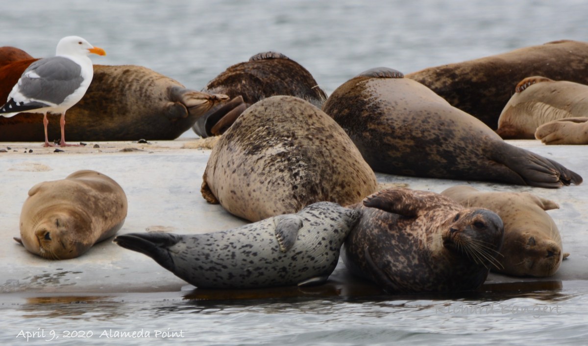 Harbor seal pup grows up at Alameda&nbsp;Point