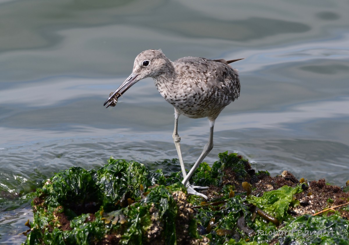 What’s on the menu for&nbsp;wildlife?