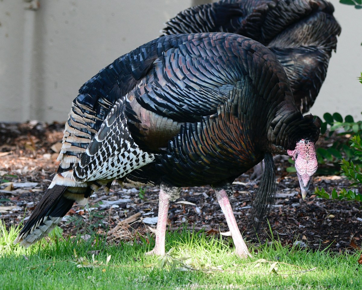 Vote for these&nbsp;turkeys!