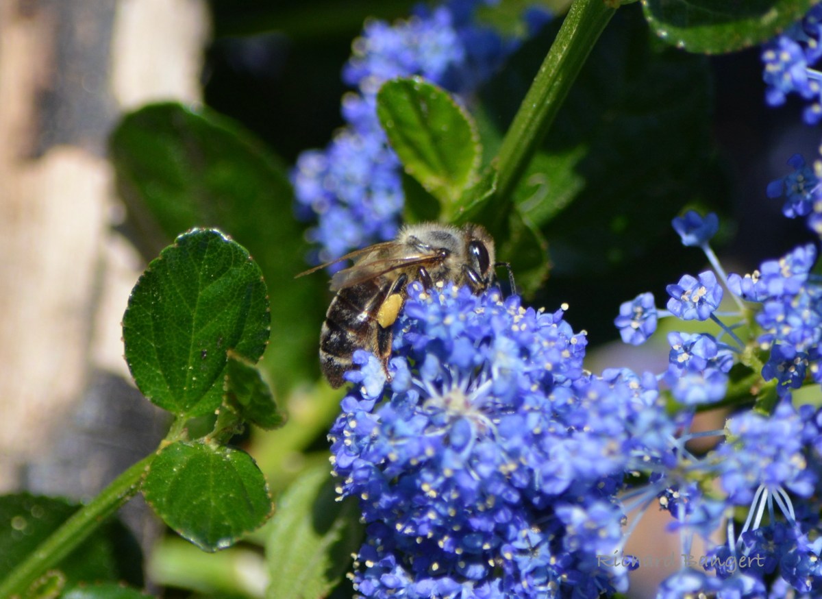 New shoreline landscaping is benefiting&nbsp;wildlife