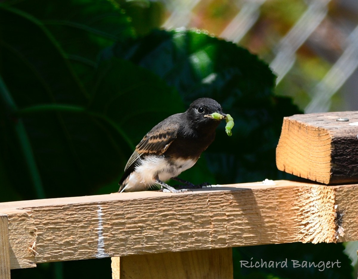 It’s growing season for plants, birds, and insects at Alameda Point&nbsp;farm