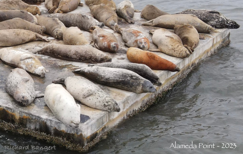 Harbor seal molting and mating behavior up close Alameda Point