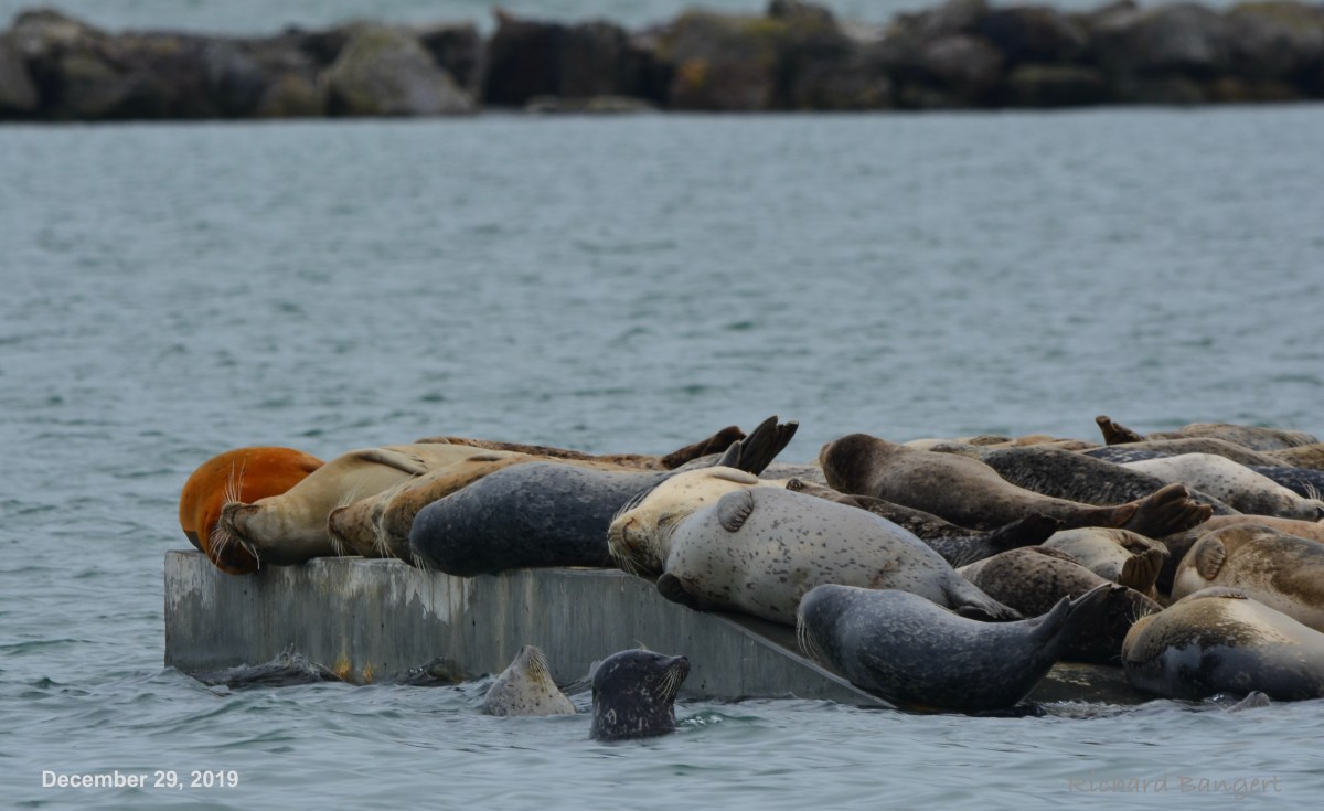 Best time to view the harbor seals at Alameda&nbsp;Point