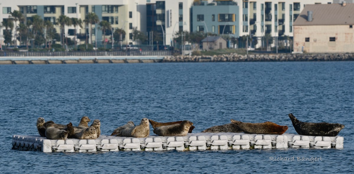 Harbor seals make use of commercial dock in Seaplane&nbsp;Lagoon