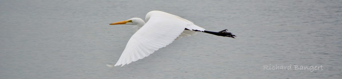 Alameda Point Environmental Report