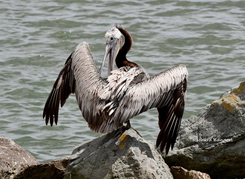 Pelican Preening Photo Essay – Alameda Point Environmental Report